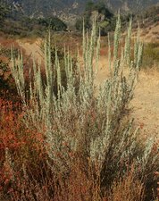 Artemisia tridentata Plant